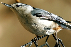 Woodpecker 4